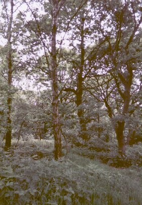 Oak Birch woodland in Treeton Wood